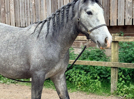 PRE Fusion gelding, Cob x Andalusian BAPSH registered