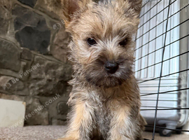 Beautiful KC Reg Cairn Terrier Puppies