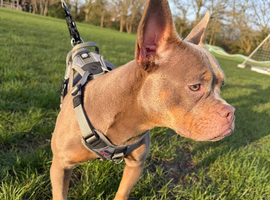 French bulldog x Pocket bully