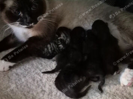 Siemese x kittens ready for there new home