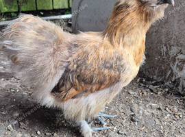 X2 Buff partridge silkie pullets