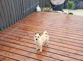 Jack Russell