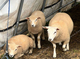8 ewe lambs and two ram lambs