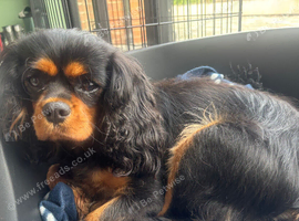 Beautiful KC reg 3yr old girl