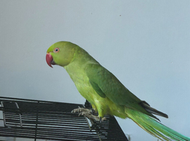 Indian ringneck