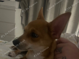 Chihuahua