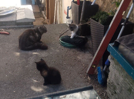 Kittens for sale