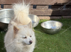 Pomeranian puppies