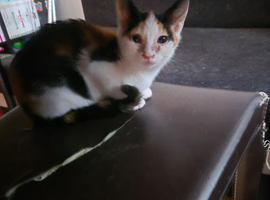 Kittens