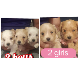 We are proud to announce that our Maltese puppies 3 boys 2 girls are ready for sale