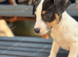 Stunning jackrussel puppies
