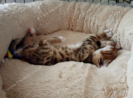 Stunning Bengal cross kittens last 1