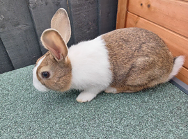 REDUCED: LAST dutch buck 10wk old