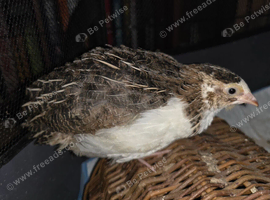 2 Japanese quails