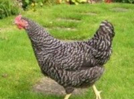 POL hybrid hens, variety of breeds/colours