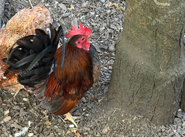 Serama cockerel