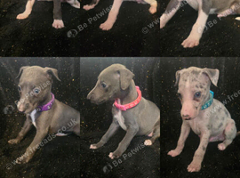 Beautiful Whippet Puppies