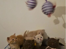 British Shorthair kittens