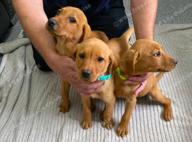3 fox red puppies Girls