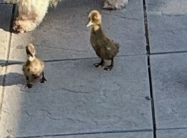Ducklings for your home
