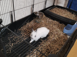 Rabbit enclosure plus more