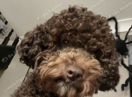 Cockapoo puppies