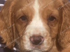 Excellent Cocker Spaniel Puppies
