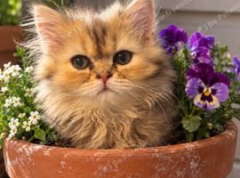 Fluffy Persian kittens