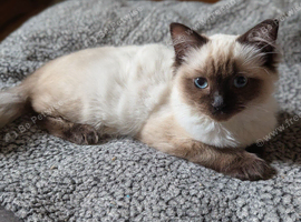 Beautiful ragdoll