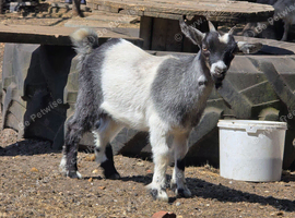 Pygmy Goat Girl - For Sale