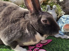 Broken blue mini rex doe