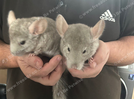 2 female chinchillas