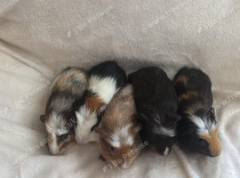 Male guinea pigs