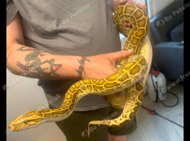 Male hypo,female normal