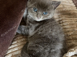 Hakf khao mani male kitten