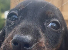 Dachshund 1 little princess left 8 weeks old