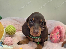 Kc Miniature  Dachshund