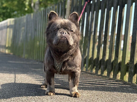 Fluffy French bulldog for stud