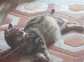 Bengal X