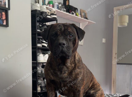 4 year old boy