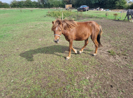 Chestnut welsh section a pony