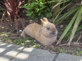 Dwarf Rabbit