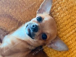 Little Millie