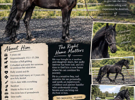 Beautiful 5 yr old Friesian x fell
