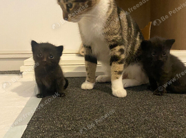 8 week old male kittens ready now