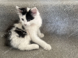 Baby kitten