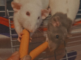 2 female rats