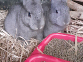 *** Pretty Chinchilla Bunnies***