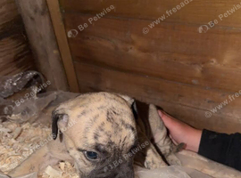 Presa Canario pups