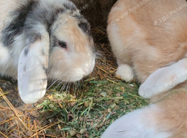Mini Lop Boys &pound;15 each